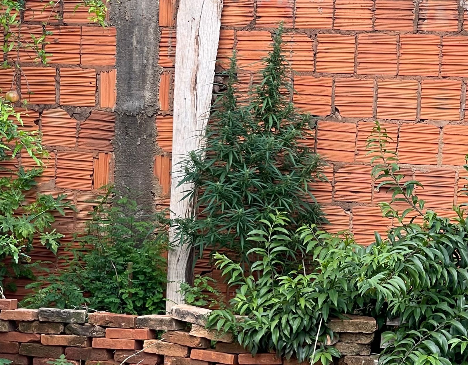 Planta de maconha encontrada na residência do suspeito - Foto: Jornal da Nova